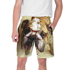 Мужские шорты 3D с принтом Бульдог в очках в Екатеринбурге,  полиэстер 100% | прямой крой, два кармана без застежек по бокам. Мягкая трикотажная резинка на поясе, внутри которой широкие завязки. Длина чуть выше колен | бульдог в очках | домашнее | животное | очки | пес | прикол | собака | умный | ученый