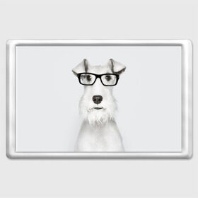 Магнит 45*70 с принтом Собака в очках в Екатеринбурге, Пластик | Размер: 78*52 мм; Размер печати: 70*45 | белый | домашнее | животное | очки | пес | прикол | собака в очках | умный | ученый | эрдельтерьер