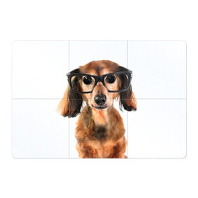 Магнитный плакат 3Х2 с принтом Собака в очках в Екатеринбурге, Полимерный материал с магнитным слоем | 6 деталей размером 9*9 см | домашнее | животное | очки | пес | прикол | собака в очках | умный | ученый