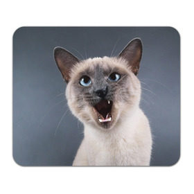 Коврик прямоугольный с принтом Злой кот в Екатеринбурге, натуральный каучук | размер 230 х 185 мм; запечатка лицевой стороны | взгляд | домашнее | животное | злой | зубы | клыки | кот | котэ | кошка | оскал | сеамский
