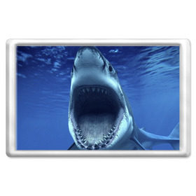 Магнит 45*70 с принтом Белая акула в Екатеринбурге, Пластик | Размер: 78*52 мм; Размер печати: 70*45 | Тематика изображения на принте: shark | море | синий