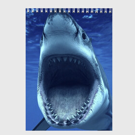 Скетчбук с принтом Белая акула в Екатеринбурге, 100% бумага
 | 48 листов, плотность листов — 100 г/м2, плотность картонной обложки — 250 г/м2. Листы скреплены сверху удобной пружинной спиралью | shark | море | синий