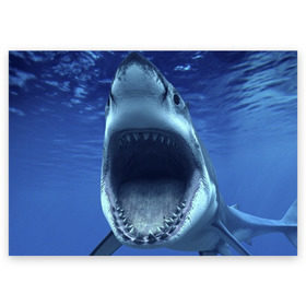 Поздравительная открытка с принтом Белая акула в Екатеринбурге, 100% бумага | плотность бумаги 280 г/м2, матовая, на обратной стороне линовка и место для марки
 | shark | море | синий
