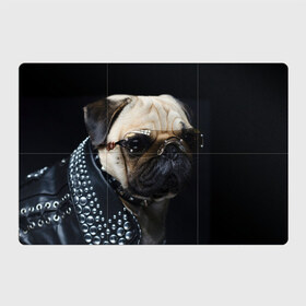 Магнитный плакат 3Х2 с принтом Бульдог в очках в Екатеринбурге, Полимерный материал с магнитным слоем | 6 деталей размером 9*9 см | Тематика изображения на принте: бульдог в очках | домашнее | животное | клепки | кожа | металлист | очки | пес | прикол | рокер | собака | умный | ученый | французский