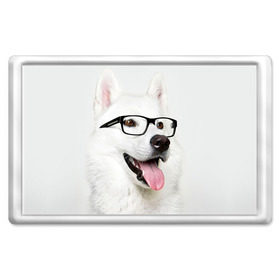 Магнит 45*70 с принтом Собака в очках в Екатеринбурге, Пластик | Размер: 78*52 мм; Размер печати: 70*45 | домашнее | животное | очки | пес | прикол | собака в очках | умный | ученый