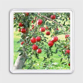 Магнит 55*55 с принтом Яблоки в Екатеринбурге, Пластик | Размер: 65*65 мм; Размер печати: 55*55 мм | дерево | зелень | красные | сад | яблоки