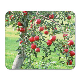 Коврик прямоугольный с принтом Яблоки в Екатеринбурге, натуральный каучук | размер 230 х 185 мм; запечатка лицевой стороны | дерево | зелень | красные | сад | яблоки