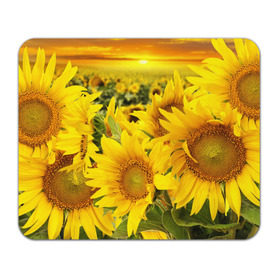 Коврик прямоугольный с принтом Подсолнухи в Екатеринбурге, натуральный каучук | размер 230 х 185 мм; запечатка лицевой стороны | желтый | солнце | цветок | яркий
