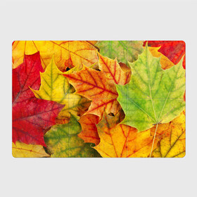 Магнитный плакат 3Х2 с принтом Краски осени в Екатеринбурге, Полимерный материал с магнитным слоем | 6 деталей размером 9*9 см | листва | листья | осень