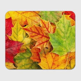 Коврик прямоугольный с принтом Краски осени в Екатеринбурге, натуральный каучук | размер 230 х 185 мм; запечатка лицевой стороны | листва | листья | осень