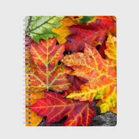 Тетрадь с принтом Осенняя пора в Екатеринбурге, 100% бумага | 48 листов, плотность листов — 60 г/м2, плотность картонной обложки — 250 г/м2. Листы скреплены сбоку удобной пружинной спиралью. Уголки страниц и обложки скругленные. Цвет линий — светло-серый
 | Тематика изображения на принте: жёлтый | красный | листва | листья | осень