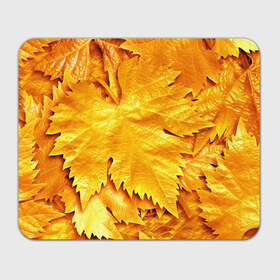 Коврик прямоугольный с принтом Золотая осень в Екатеринбурге, натуральный каучук | размер 230 х 185 мм; запечатка лицевой стороны | Тематика изображения на принте: жёлтый | золотой | клён | красота | листва | листья | наряд | осень | осина | покров | природа