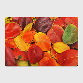 Магнитный плакат 3Х2 с принтом Осенний покров в Екатеринбурге, Полимерный материал с магнитным слоем | 6 деталей размером 9*9 см | жёлтый | золотой | красный | листва | листья | осень