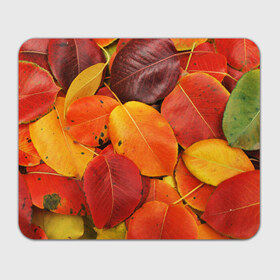 Коврик прямоугольный с принтом Осенний покров в Екатеринбурге, натуральный каучук | размер 230 х 185 мм; запечатка лицевой стороны | Тематика изображения на принте: жёлтый | золотой | красный | листва | листья | осень