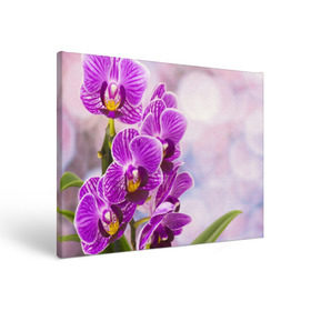 Холст прямоугольный с принтом Божественная орхидея в Екатеринбурге, 100% ПВХ |  | Тематика изображения на принте: 8 марта | букет | весна | красота | куст | лето | орхидея | подарок | сиреневый цвет | цветок | шикарный цветочек