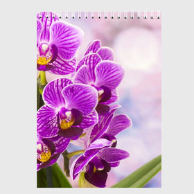 Скетчбук с принтом Божественная орхидея в Екатеринбурге, 100% бумага
 | 48 листов, плотность листов — 100 г/м2, плотность картонной обложки — 250 г/м2. Листы скреплены сверху удобной пружинной спиралью | 8 марта | букет | весна | красота | куст | лето | орхидея | подарок | сиреневый цвет | цветок | шикарный цветочек
