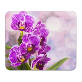 Коврик прямоугольный с принтом Божественная орхидея в Екатеринбурге, натуральный каучук | размер 230 х 185 мм; запечатка лицевой стороны | Тематика изображения на принте: 8 марта | букет | весна | красота | куст | лето | орхидея | подарок | сиреневый цвет | цветок | шикарный цветочек