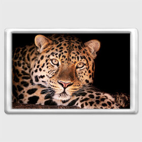 Магнит 45*70 с принтом Леопард в Екатеринбурге, Пластик | Размер: 78*52 мм; Размер печати: 70*45 | гепард | грация | дикая кошка | добыча | животные | леопард | ловкость | опасность | пятна | хищник | ягуар