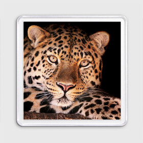 Магнит 55*55 с принтом Леопард в Екатеринбурге, Пластик | Размер: 65*65 мм; Размер печати: 55*55 мм | гепард | грация | дикая кошка | добыча | животные | леопард | ловкость | опасность | пятна | хищник | ягуар