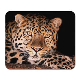 Коврик прямоугольный с принтом Леопард в Екатеринбурге, натуральный каучук | размер 230 х 185 мм; запечатка лицевой стороны | Тематика изображения на принте: гепард | грация | дикая кошка | добыча | животные | леопард | ловкость | опасность | пятна | хищник | ягуар