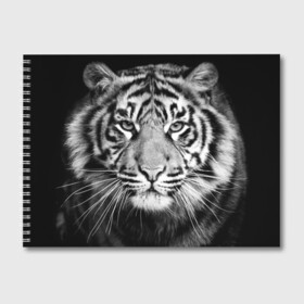 Альбом для рисования с принтом Красавец тигр в Екатеринбурге, 100% бумага
 | матовая бумага, плотность 200 мг. | джунгли | дикая кошка | животные | зверь | король | кровь | мясо | опасность | охотник | тигр | хищник | царь | цирк