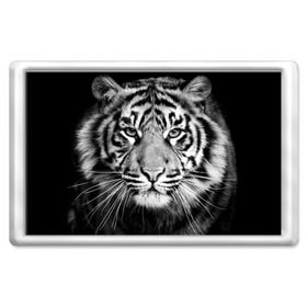 Магнит 45*70 с принтом Красавец тигр в Екатеринбурге, Пластик | Размер: 78*52 мм; Размер печати: 70*45 | джунгли | дикая кошка | животные | зверь | король | кровь | мясо | опасность | охотник | тигр | хищник | царь | цирк