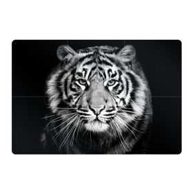 Магнитный плакат 3Х2 с принтом Красавец тигр в Екатеринбурге, Полимерный материал с магнитным слоем | 6 деталей размером 9*9 см | Тематика изображения на принте: джунгли | дикая кошка | животные | зверь | король | кровь | мясо | опасность | охотник | тигр | хищник | царь | цирк