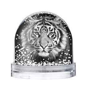 Снежный шар с принтом Красавец тигр в Екатеринбурге, Пластик | Изображение внутри шара печатается на глянцевой фотобумаге с двух сторон | джунгли | дикая кошка | животные | зверь | король | кровь | мясо | опасность | охотник | тигр | хищник | царь | цирк