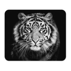 Коврик прямоугольный с принтом Красавец тигр в Екатеринбурге, натуральный каучук | размер 230 х 185 мм; запечатка лицевой стороны | джунгли | дикая кошка | животные | зверь | король | кровь | мясо | опасность | охотник | тигр | хищник | царь | цирк