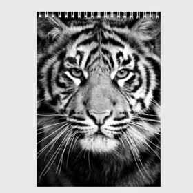 Скетчбук с принтом Красавец тигр в Екатеринбурге, 100% бумага
 | 48 листов, плотность листов — 100 г/м2, плотность картонной обложки — 250 г/м2. Листы скреплены сверху удобной пружинной спиралью | Тематика изображения на принте: джунгли | дикая кошка | животные | зверь | король | кровь | мясо | опасность | охотник | тигр | хищник | царь | цирк