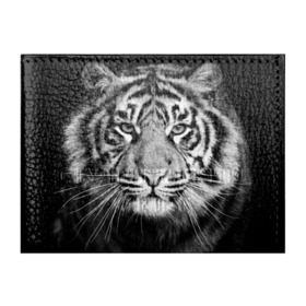 Обложка для студенческого билета с принтом Красавец тигр в Екатеринбурге, натуральная кожа | Размер: 11*8 см; Печать на всей внешней стороне | Тематика изображения на принте: джунгли | дикая кошка | животные | зверь | король | кровь | мясо | опасность | охотник | тигр | хищник | царь | цирк
