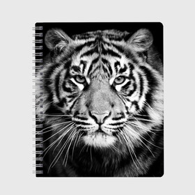 Тетрадь с принтом Красавец тигр в Екатеринбурге, 100% бумага | 48 листов, плотность листов — 60 г/м2, плотность картонной обложки — 250 г/м2. Листы скреплены сбоку удобной пружинной спиралью. Уголки страниц и обложки скругленные. Цвет линий — светло-серый
 | Тематика изображения на принте: джунгли | дикая кошка | животные | зверь | король | кровь | мясо | опасность | охотник | тигр | хищник | царь | цирк