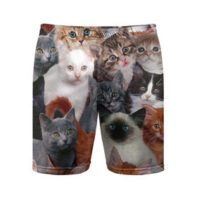 Мужские шорты 3D спортивные с принтом Котики в Екатеринбурге,  |  | cat | cats | кот | котик | коты | котята