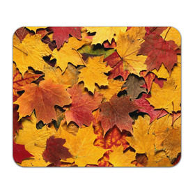 Коврик прямоугольный с принтом Осень на дворе в Екатеринбурге, натуральный каучук | размер 230 х 185 мм; запечатка лицевой стороны | бордовый | жёлтый | красный | листва | листья