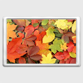 Магнит 45*70 с принтом Осенние листья в Екатеринбурге, Пластик | Размер: 78*52 мм; Размер печати: 70*45 | жёлтый | красный | листва | оранжевый | осень