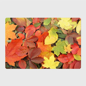 Магнитный плакат 3Х2 с принтом Осенние листья в Екатеринбурге, Полимерный материал с магнитным слоем | 6 деталей размером 9*9 см | жёлтый | красный | листва | оранжевый | осень