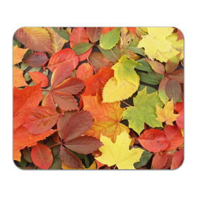 Коврик прямоугольный с принтом Осенние листья в Екатеринбурге, натуральный каучук | размер 230 х 185 мм; запечатка лицевой стороны | жёлтый | красный | листва | оранжевый | осень