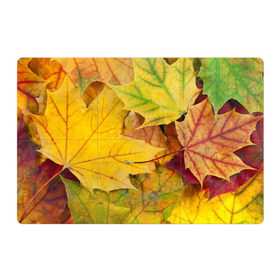 Магнитный плакат 3Х2 с принтом Осенние листья в Екатеринбурге, Полимерный материал с магнитным слоем | 6 деталей размером 9*9 см | жёлтый | зелёный | клён | листва