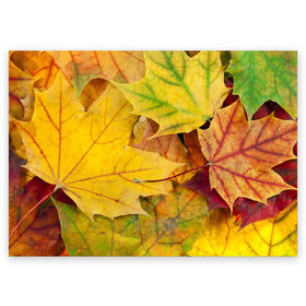 Поздравительная открытка с принтом Осенние листья в Екатеринбурге, 100% бумага | плотность бумаги 280 г/м2, матовая, на обратной стороне линовка и место для марки
 | Тематика изображения на принте: жёлтый | зелёный | клён | листва