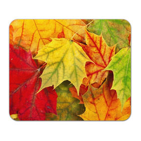 Коврик прямоугольный с принтом Кленовые листья в Екатеринбурге, натуральный каучук | размер 230 х 185 мм; запечатка лицевой стороны | Тематика изображения на принте: жёлтый | зелёный | красный | листва | оранжевый | осень