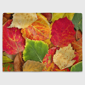 Плед 3D с принтом Осень в Екатеринбурге, 100% полиэстер | закругленные углы, все края обработаны. Ткань не мнется и не растягивается | берёза | дары осени | жёлтый | зелёный | золотой | краски | красный | красота | листва | листья | наряд | оранжевый | осень | осина | покров | природа