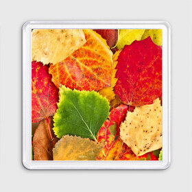 Магнит 55*55 с принтом Осень в Екатеринбурге, Пластик | Размер: 65*65 мм; Размер печати: 55*55 мм | Тематика изображения на принте: берёза | дары осени | жёлтый | зелёный | золотой | краски | красный | красота | листва | листья | наряд | оранжевый | осень | осина | покров | природа
