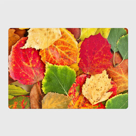 Магнитный плакат 3Х2 с принтом Осень в Екатеринбурге, Полимерный материал с магнитным слоем | 6 деталей размером 9*9 см | берёза | дары осени | жёлтый | зелёный | золотой | краски | красный | красота | листва | листья | наряд | оранжевый | осень | осина | покров | природа