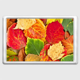 Магнит 45*70 с принтом Осень в Екатеринбурге, Пластик | Размер: 78*52 мм; Размер печати: 70*45 | берёза | дары осени | жёлтый | зелёный | золотой | краски | красный | красота | листва | листья | наряд | оранжевый | осень | осина | покров | природа