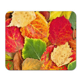 Коврик прямоугольный с принтом Осень в Екатеринбурге, натуральный каучук | размер 230 х 185 мм; запечатка лицевой стороны | берёза | дары осени | жёлтый | зелёный | золотой | краски | красный | красота | листва | листья | наряд | оранжевый | осень | осина | покров | природа