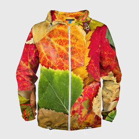 Мужская ветровка 3D с принтом Осень в Екатеринбурге, 100% полиэстер | подол и капюшон оформлены резинкой с фиксаторами, два кармана без застежек по бокам, один потайной карман на груди | Тематика изображения на принте: берёза | дары осени | жёлтый | зелёный | золотой | краски | красный | красота | листва | листья | наряд | оранжевый | осень | осина | покров | природа