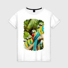 Женская футболка хлопок с принтом Экзотические попугаи в Екатеринбурге, 100% хлопок | прямой крой, круглый вырез горловины, длина до линии бедер, слегка спущенное плечо | джунгли | клюв | острова | перья | попугай | птица | тропики | экзотика