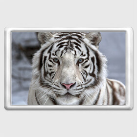 Магнит 45*70 с принтом Бенгальский тигр в Екатеринбурге, Пластик | Размер: 78*52 мм; Размер печати: 70*45 | tiger | белый | дикая кошка | тигр | хищник