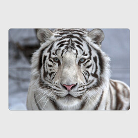 Магнитный плакат 3Х2 с принтом Бенгальский тигр в Екатеринбурге, Полимерный материал с магнитным слоем | 6 деталей размером 9*9 см | tiger | белый | дикая кошка | тигр | хищник