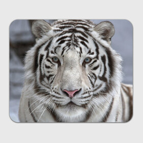 Коврик прямоугольный с принтом Бенгальский тигр в Екатеринбурге, натуральный каучук | размер 230 х 185 мм; запечатка лицевой стороны | tiger | белый | дикая кошка | тигр | хищник